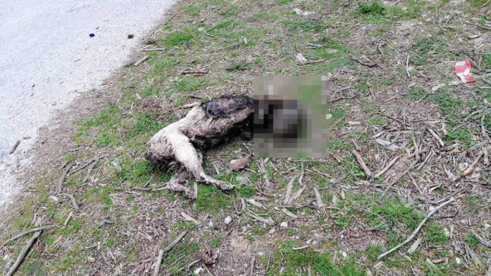 Βάναυσα κακοποιημένο σκυλάκι στην Καβάλα